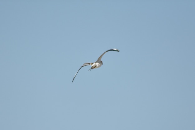 Photo seagull flies across the blue sky