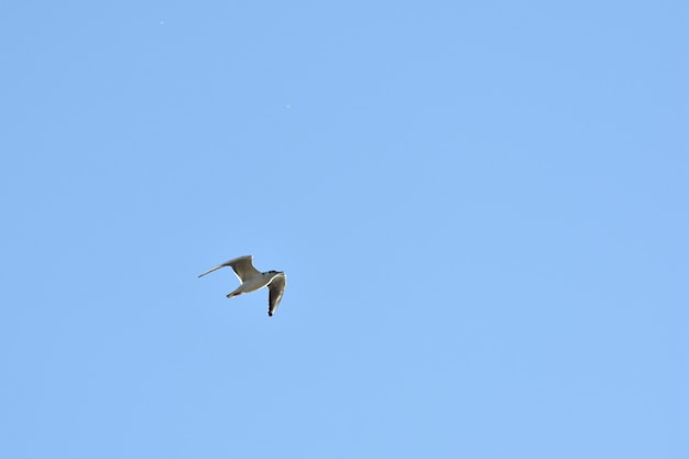 Photo seagull flies across the blue sky