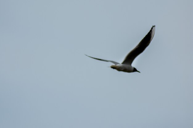 Seagull flies across the blue sky