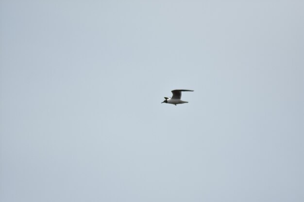 Seagull flies across the blue sky