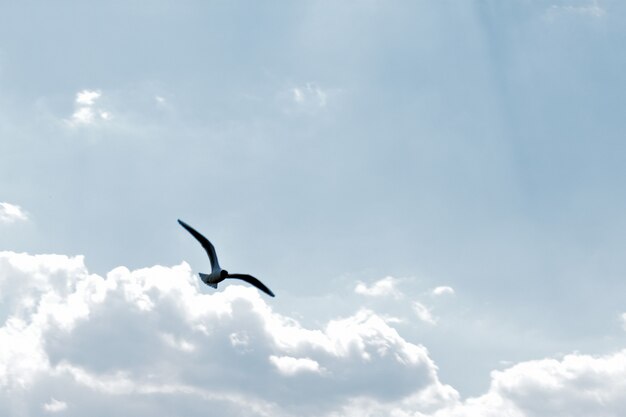 Seagull flies across the sky against clouds