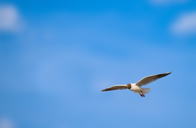 Seagull flies against a summer blue sky