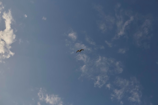 A seagull flies in the blue skyMinimalist stylish trendy concept