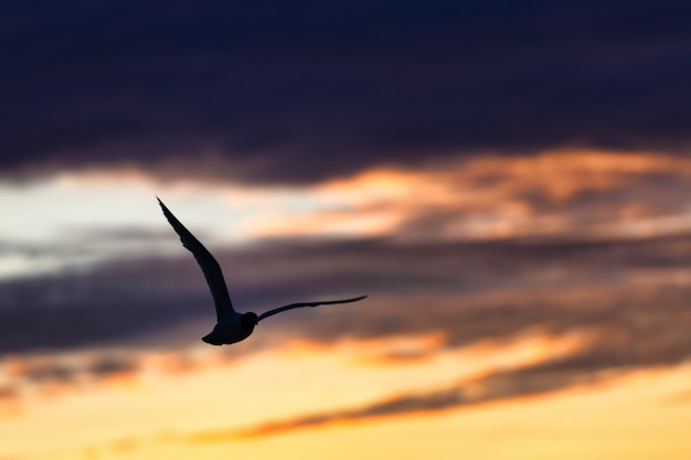 Seagull flies in a colorful sky of dark clouds after thunderstorm to the sea