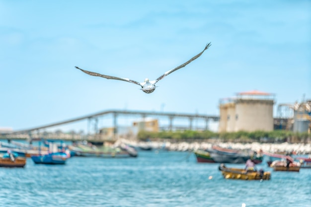 A seagull flies over the ocean near a fishing port