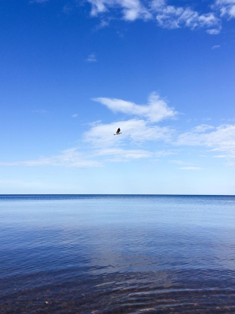 青い空を背景に海の上を飛ぶカモメ