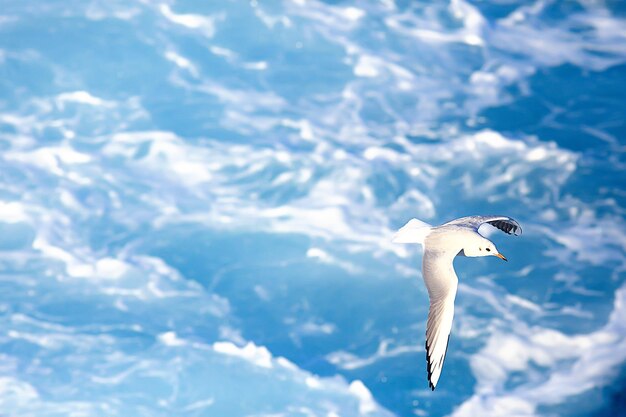 Seagull flies over the sea, concept sea vacation summer, bird
freedom flying