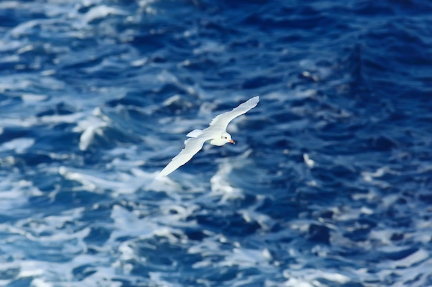 カモメが海の上を飛ぶ、コンセプト海の休暇の夏、鳥の自由が飛ぶ