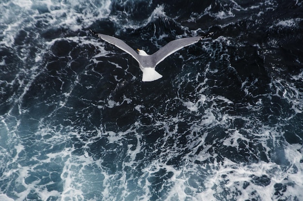 Чайка летит над морем