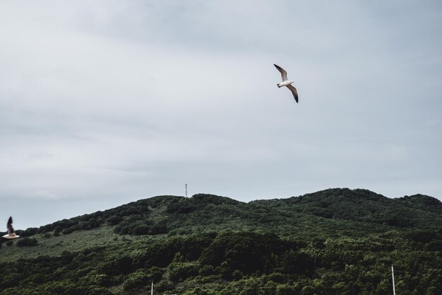 Чайка летит в небе над зелеными холмами