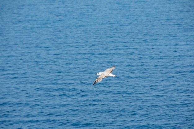 Photo a seagull flies over the water with the ocean in the background.