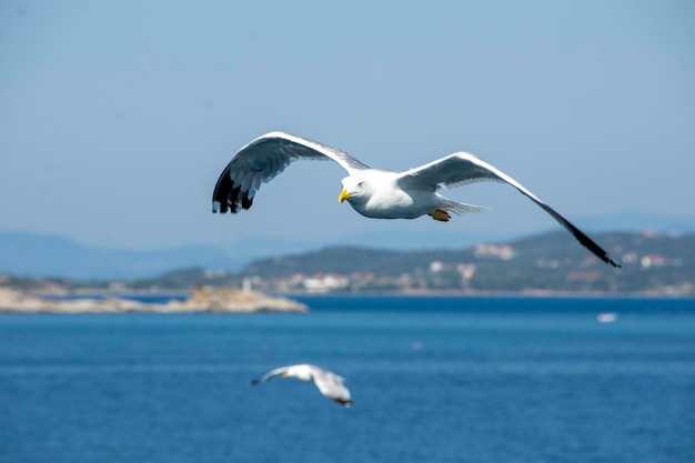 A seagull flies over the water with the sea in the background.