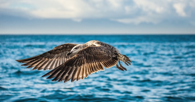 青い空と海岸線に対して飛行中のカモメ