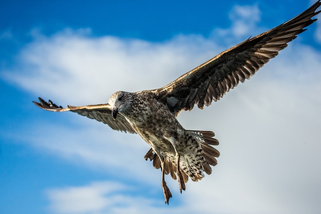 Gabbiano in volo contro il cielo blu e la costa