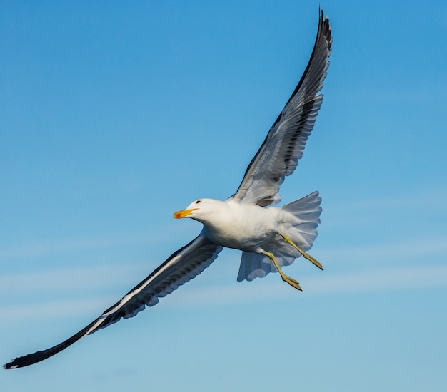 青い空を背景に飛行中のカモメ