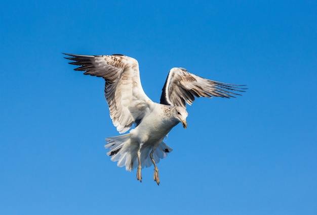 青い空を背景に飛行中のカモメ