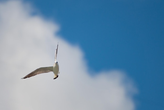 青い空と白い雲の中で飛んでいるカモメ