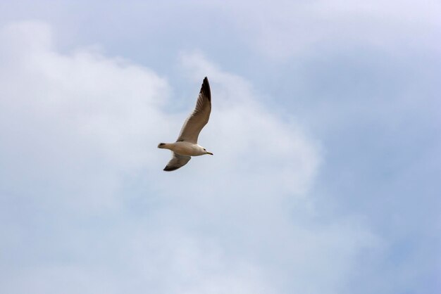 Seagull in flight looking for a fish