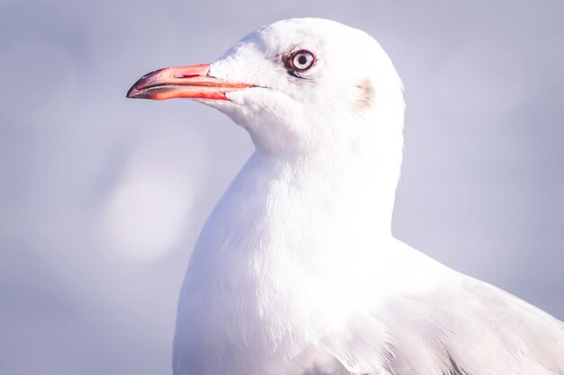 Seagull Flight Sea Bird Flying Through Blue Sky Blue sea white bright tone nature can retreat your day from everyday life living travel seascape blur blue tone background