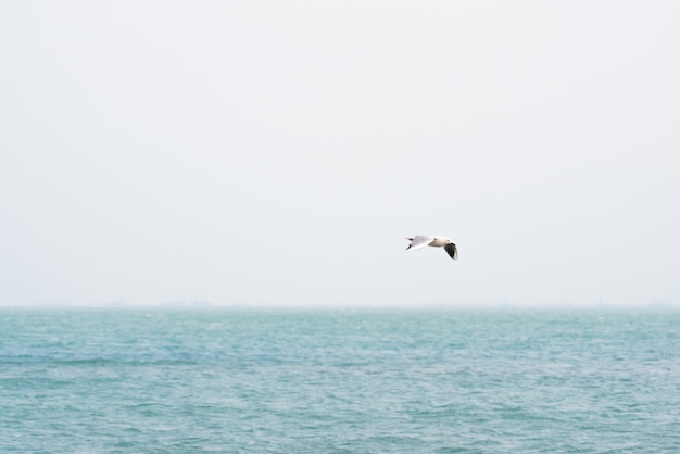 Seagull in flight over the sea