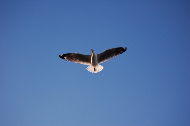 Photo seagull in flight