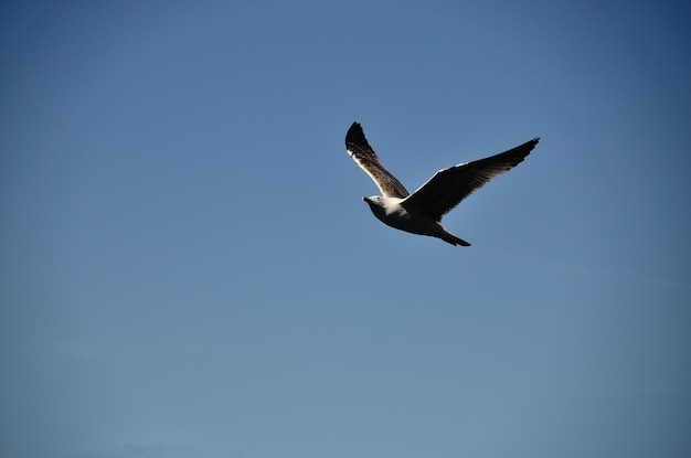 Seagull in flight