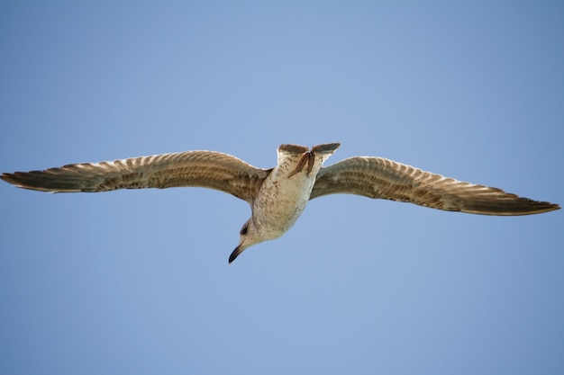 Seagull in flight