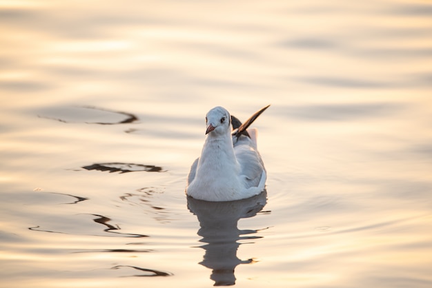 Seagull floating in water with reflection.