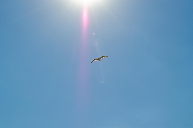 seagull flying against the blue sky