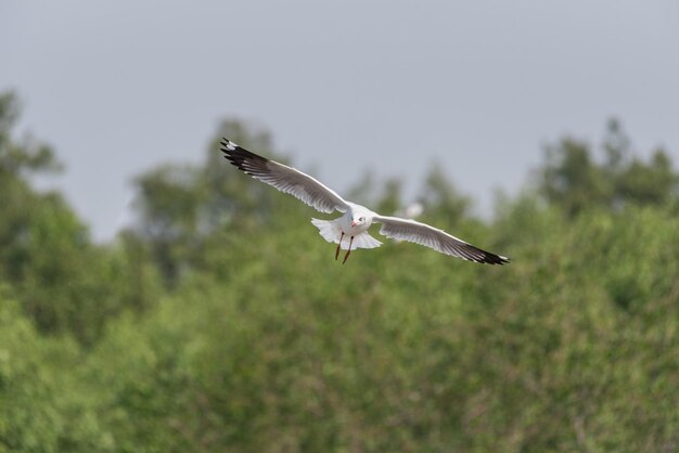 Photo seagull flying against sky