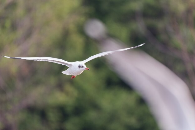 seagull flying against trees