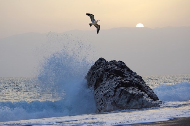 Seagull flying against the waves and sunset
