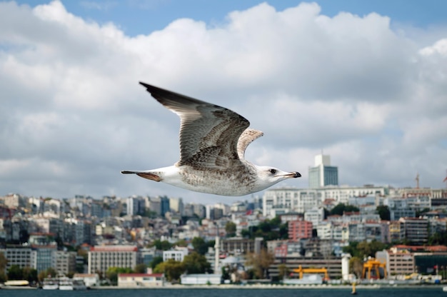 Photo seagull flying along the shore of the bosphorus