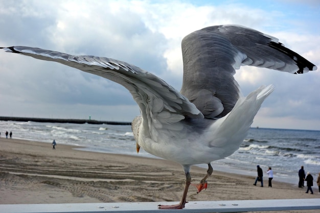 Foto un gabbiano che vola sulla spiaggia contro il cielo