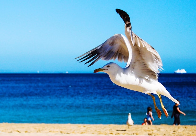 Seagull flying over beach against sky