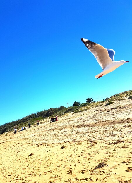 Seagull flying over beach