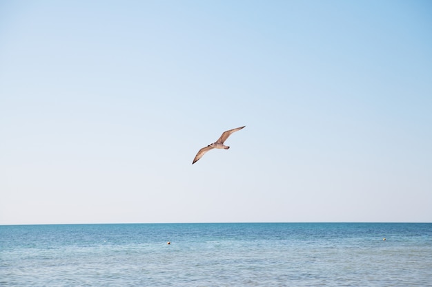 Seagull flying over the blue sea.