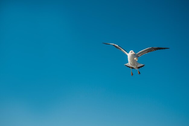Seagull flying in a blue sky as a background