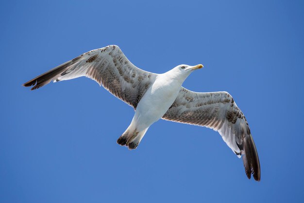Seagull flying in the blue sky over the sea in front of Istanbul Turkey