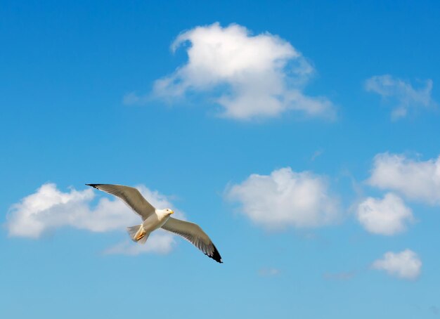 Seagull flying in the blue sky