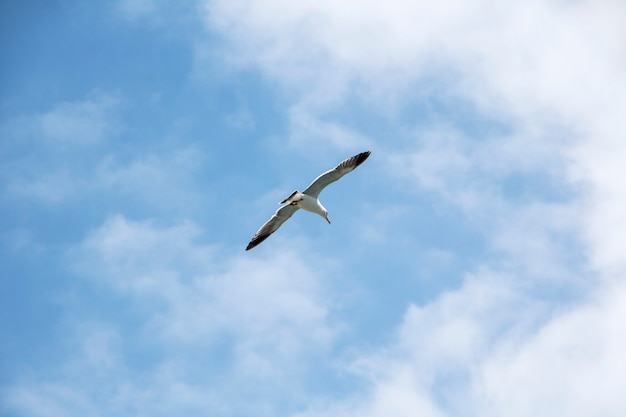 青い空を飛んでいるカモメ