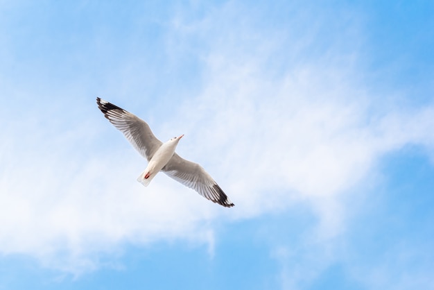 Volo del gabbiano sul cielo blu