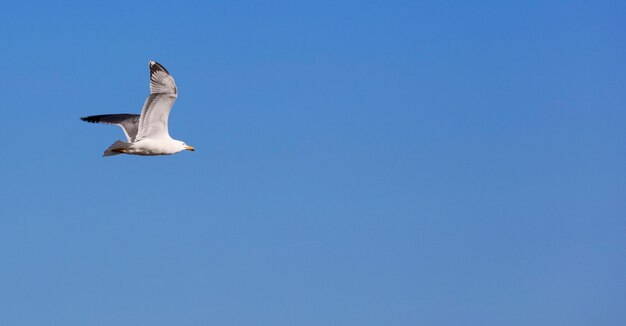 seagull flying in the blue sky