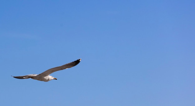 seagull flying in the blue sky