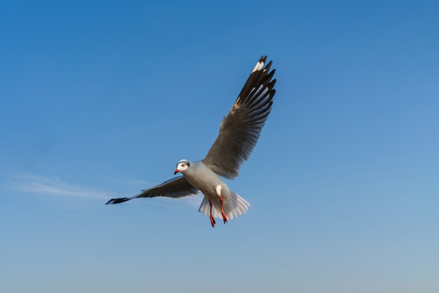 Seagull flying on the blue sky