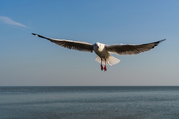 Seagull flying on the blue sky