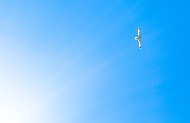 Seagull flying in the blue sky