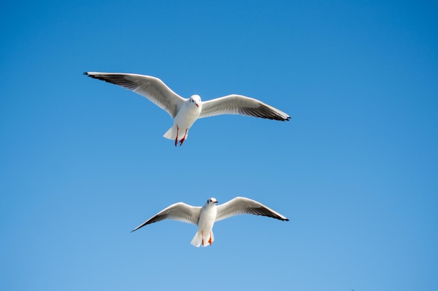 青い空を飛んでいるカモメ