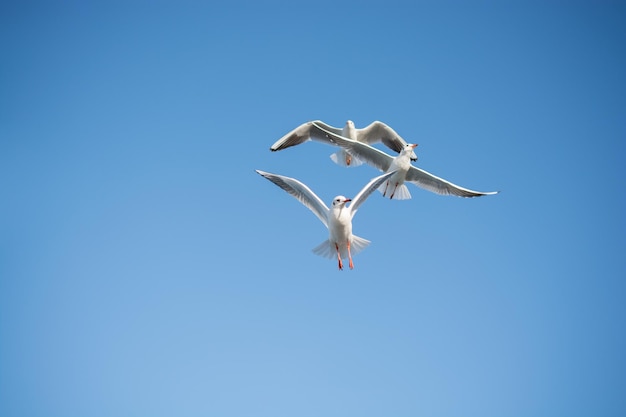 Seagull flying in blue a sky