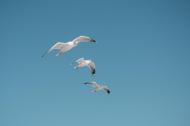 Seagull flying in blue a sky